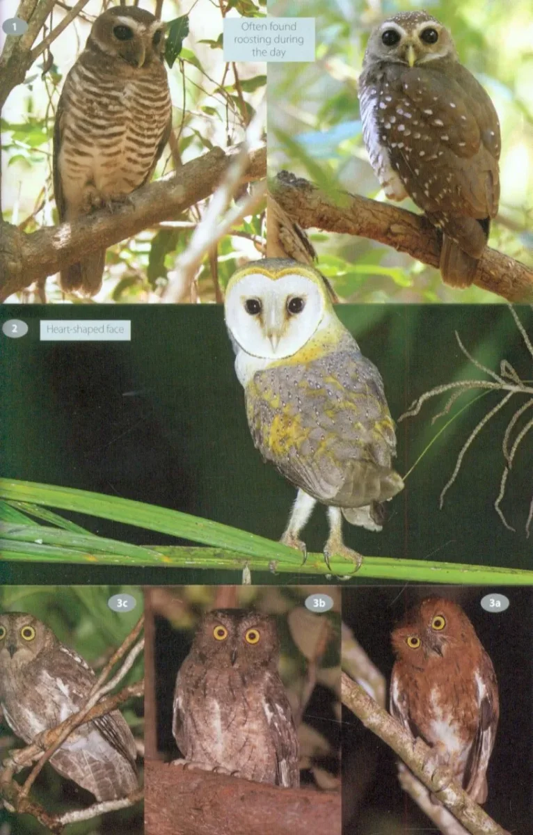 Wildlife of Madagascar - Image 4