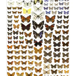 Norske dagsommerfugler – Plakat 46×69,5cm