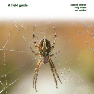 Britain’s Spiders