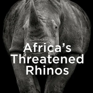 Africa’s Threatened Rhinos