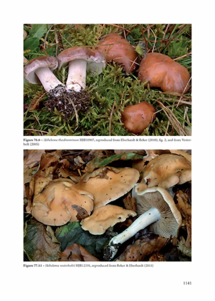 Fungi Europaei Vol. 14 - Image 4