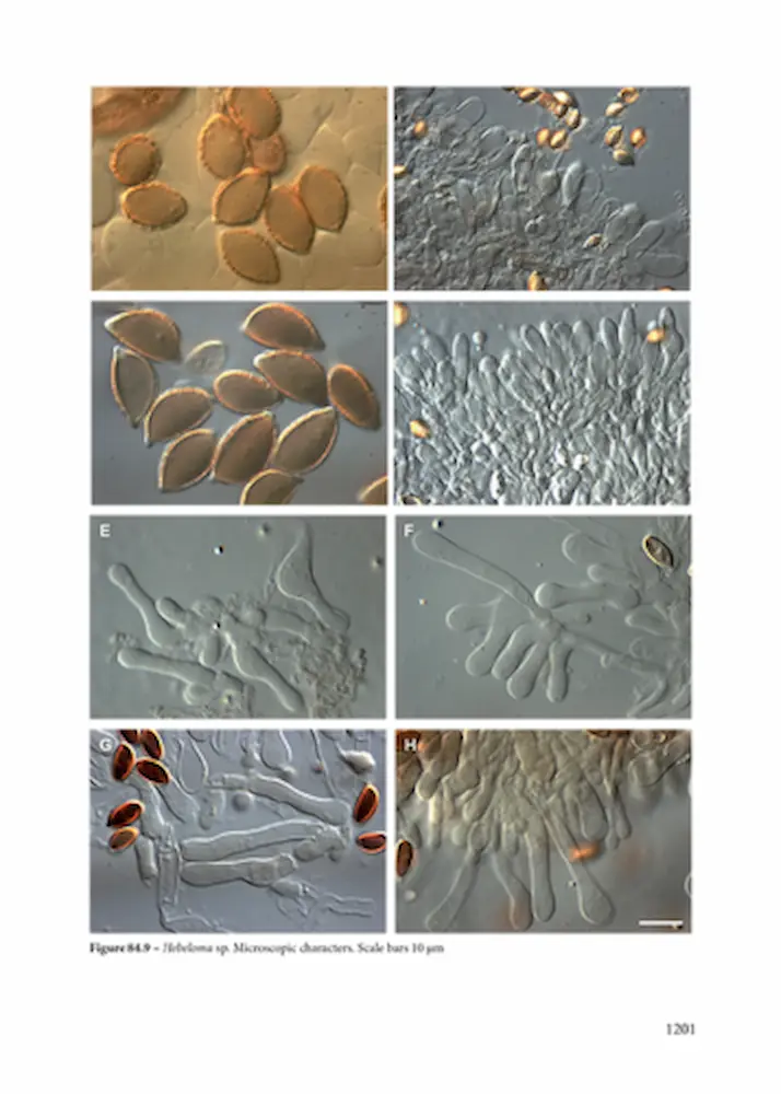Fungi Europaei Vol. 14 - Image 3